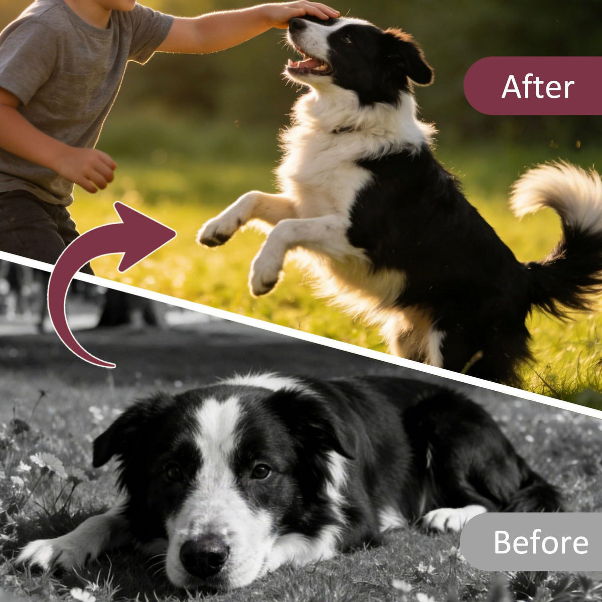 Dogs & Puppies Oral Dewormer 24 Count X39611